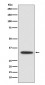 Anti-XBP1 Rabbit Monoclonal Antibody